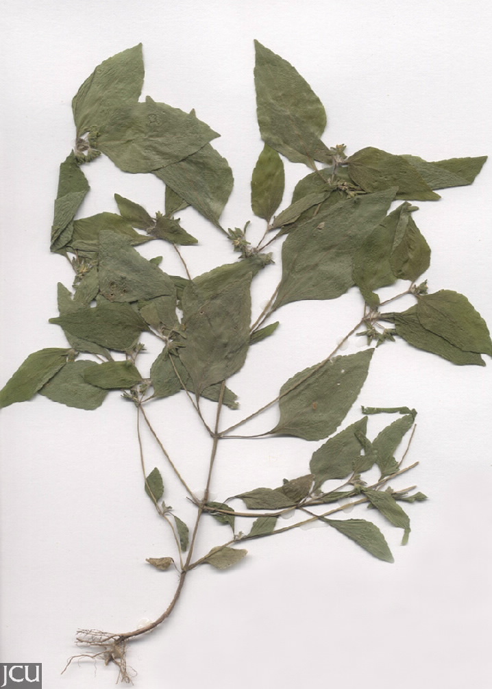 Calyptocarpus vialis
