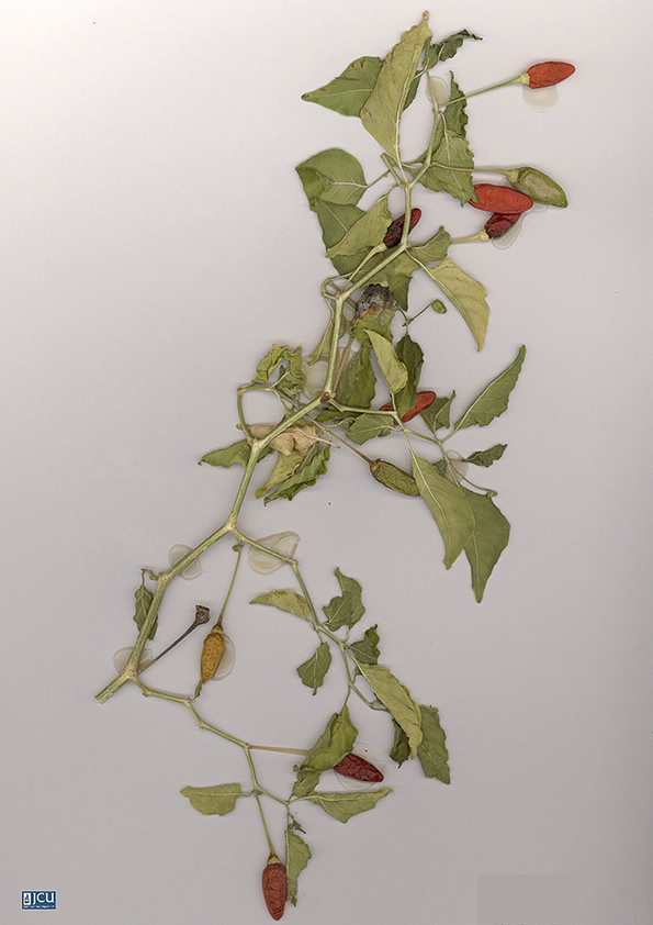Scan of Capsicum frutescens