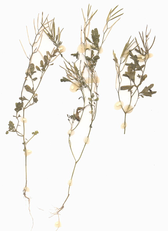 Scan of Cardamine