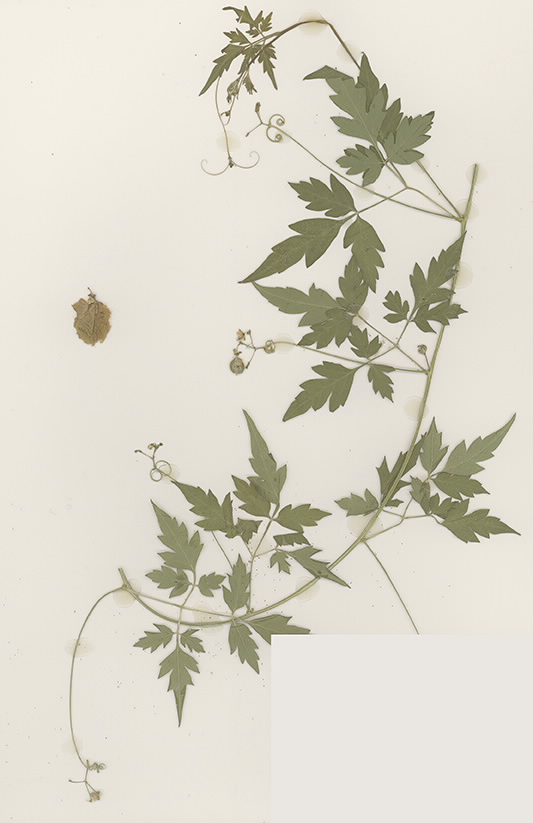 Scan of Cardiospermum