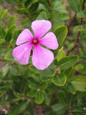Catharanthus roseus