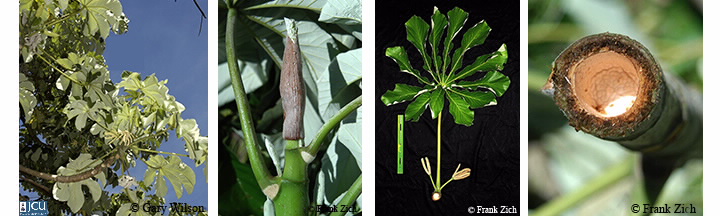 Images of Cecropia peltata