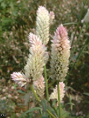 Celosia argentea