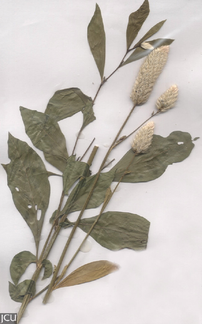 Celosia argentea 