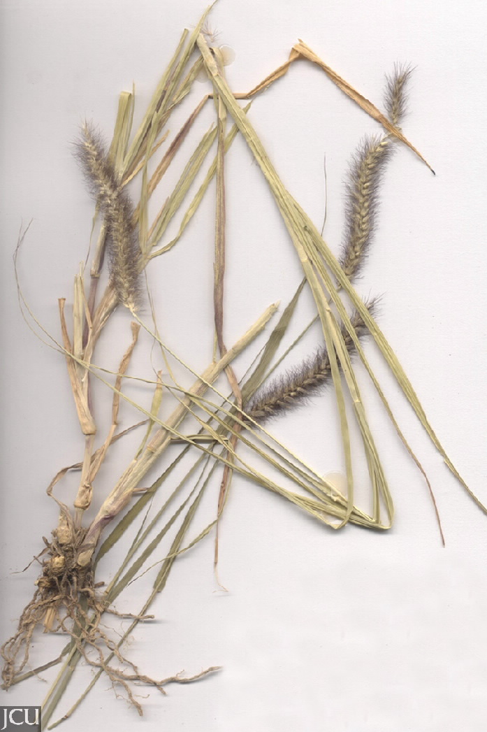Cenchrus ciliaris