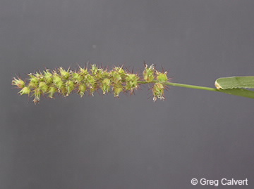 Image of Cenchrus echinatus