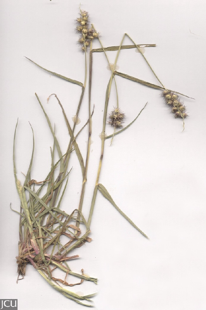 Cenchrus echinatus