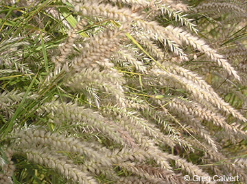 Image of Pennisetum pedicellatum
