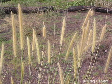 Image of Pennisetum polystachion