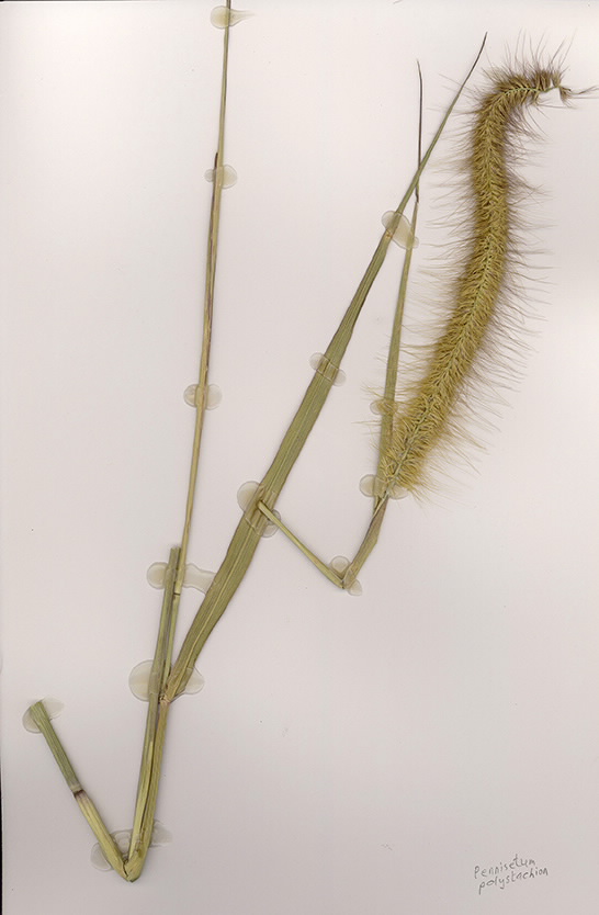 Scan of Pennisetum polystacion