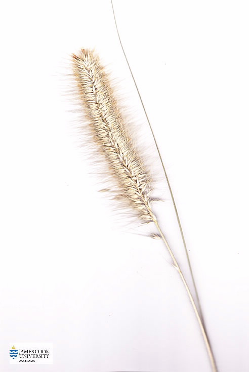 Image of Cenchrus purpurascens