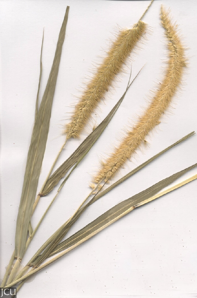 Pennisteum purpureum