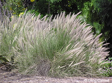 Image of Pennisetum setaceaum