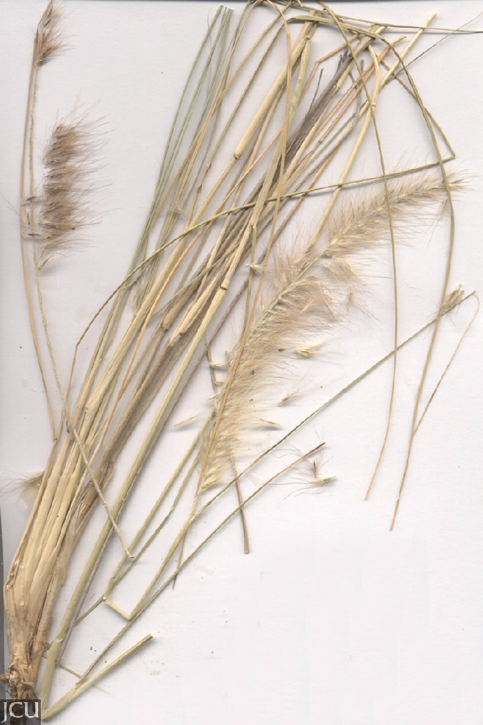 Pennisetum setaceum
