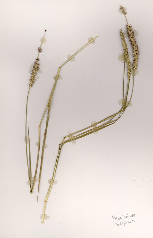 Scan of Pennisetum setigerum