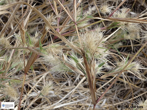 Image of Pennisetum basedowii