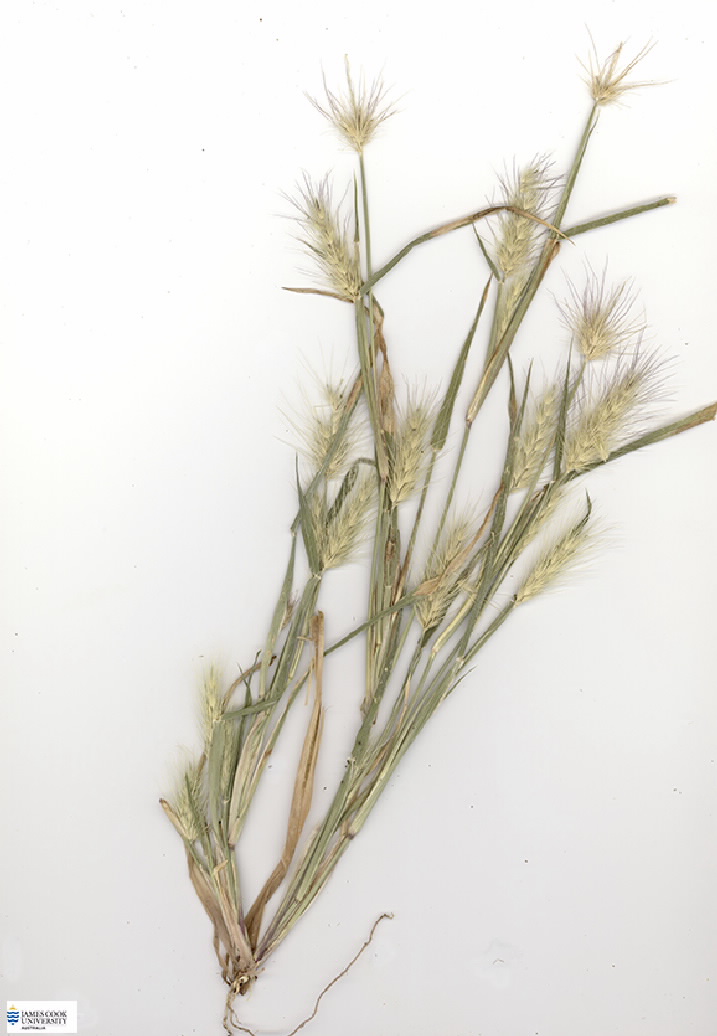 Scan of Asbestos Grass