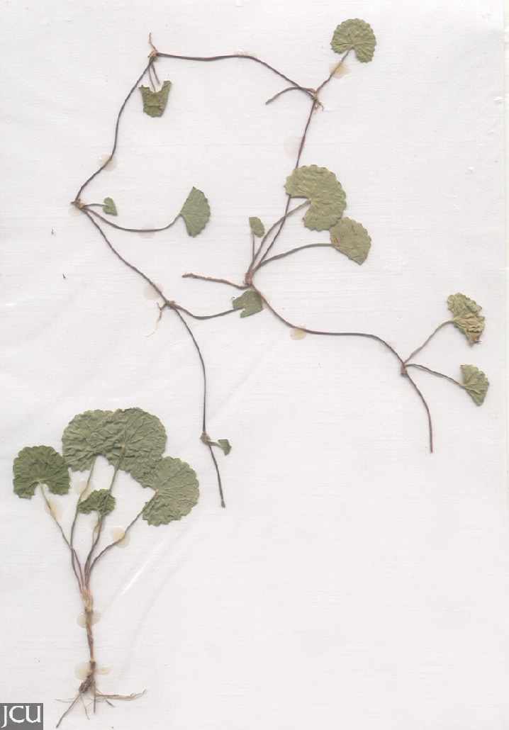 Centella asiatica