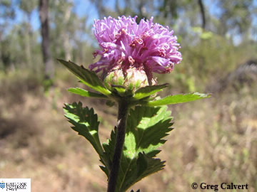 Image of Centratherum punctatum