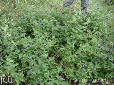 Centratherum punctatum 