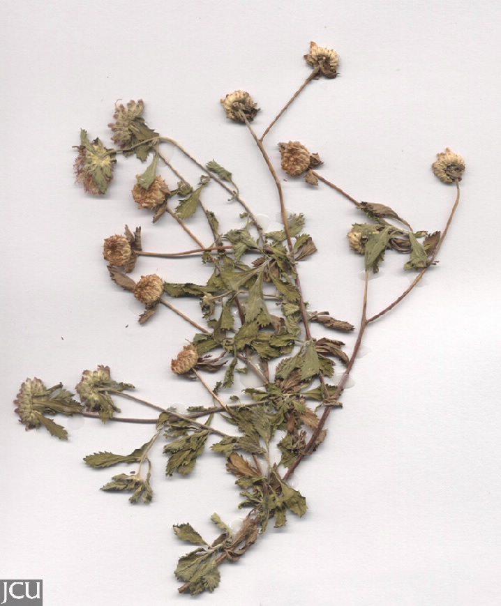 Centratherum punctatum 