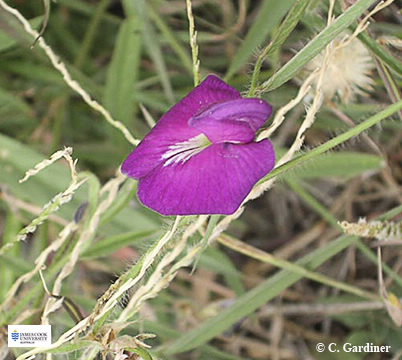 Image of Centrosema pascuorum