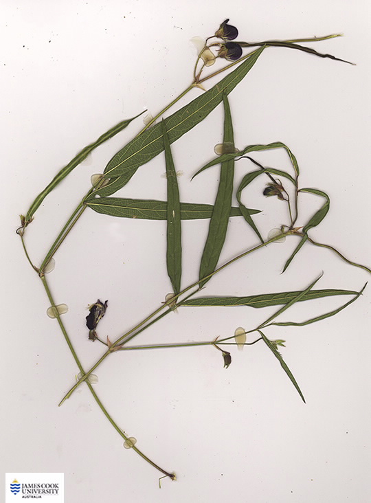 Scan of Centrosema pascuorum