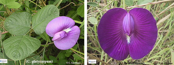 Images of Centrosema platycarpum and C. brasilianum