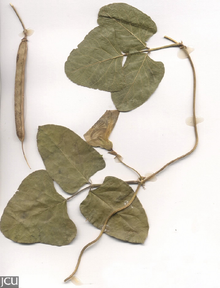Centrosema pubescens (syn. C. molle)
