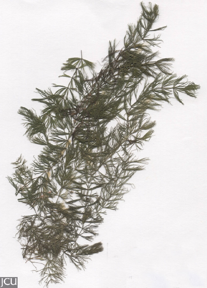Ceratophyllum demersum