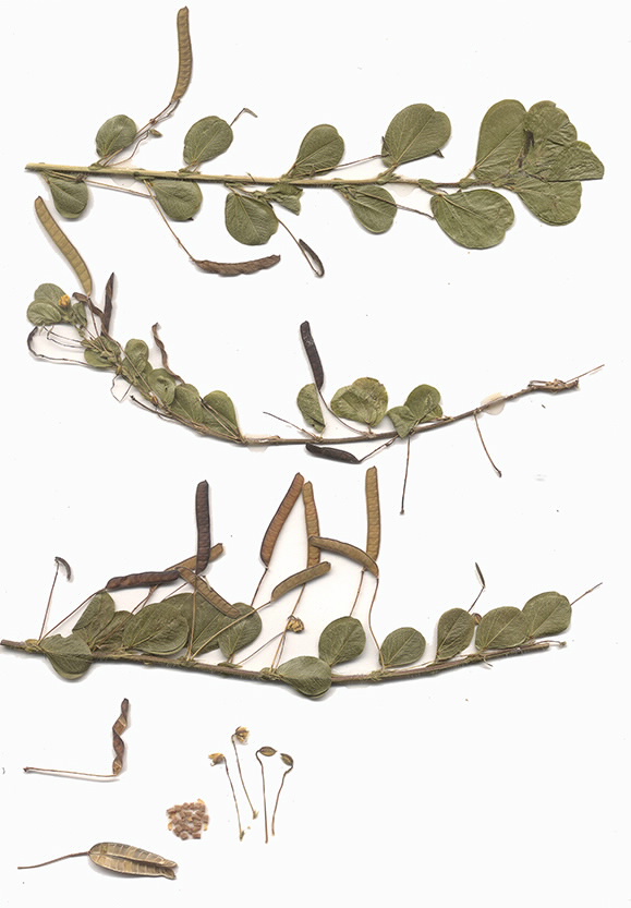 Scan of Chamaecrista