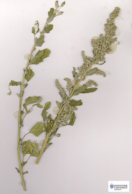 Scan of Chenopodium album