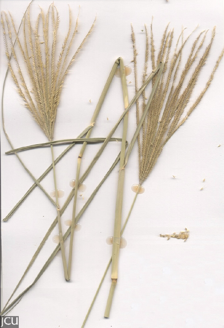Chloris gayana