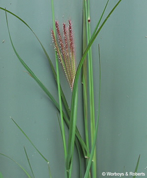 Image of Chloris inflata