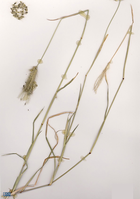 Scan of Chloris virgata