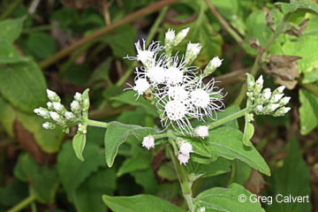 Image of Chromolaena odorata