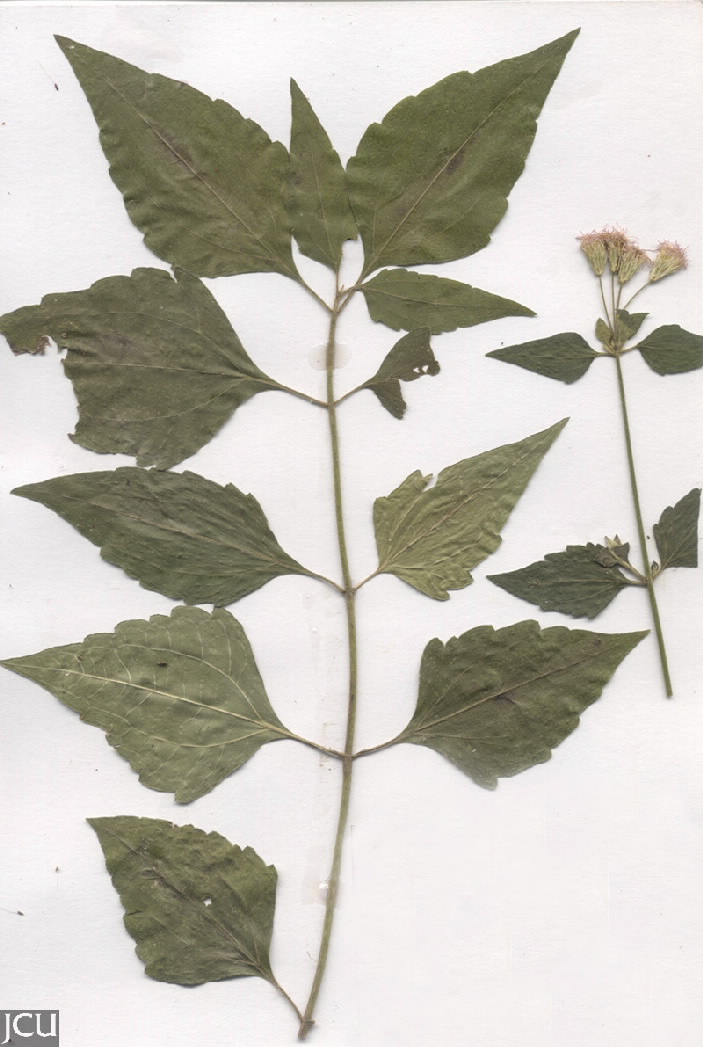 Chromolaena odorata
