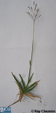 Image of Chrysopogon aciculatus