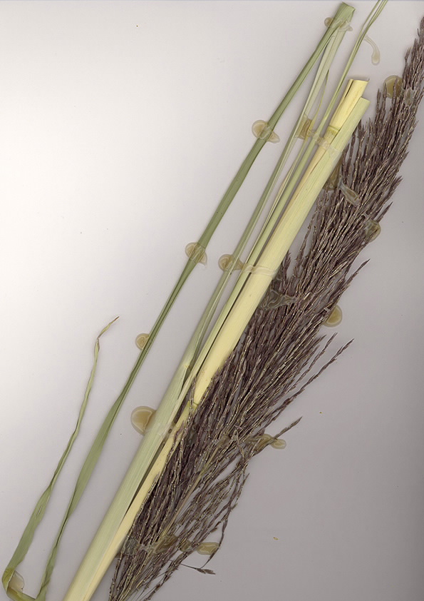 Image of Chrysopogon zizanioides