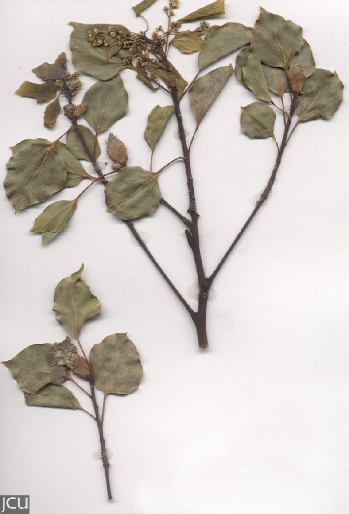Cinnamomum camphora 