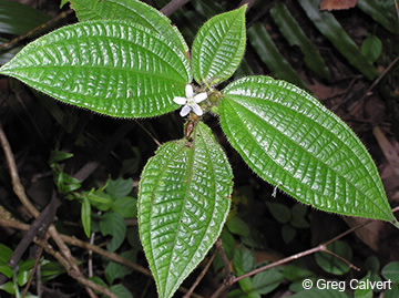Image of Clidemia hirta