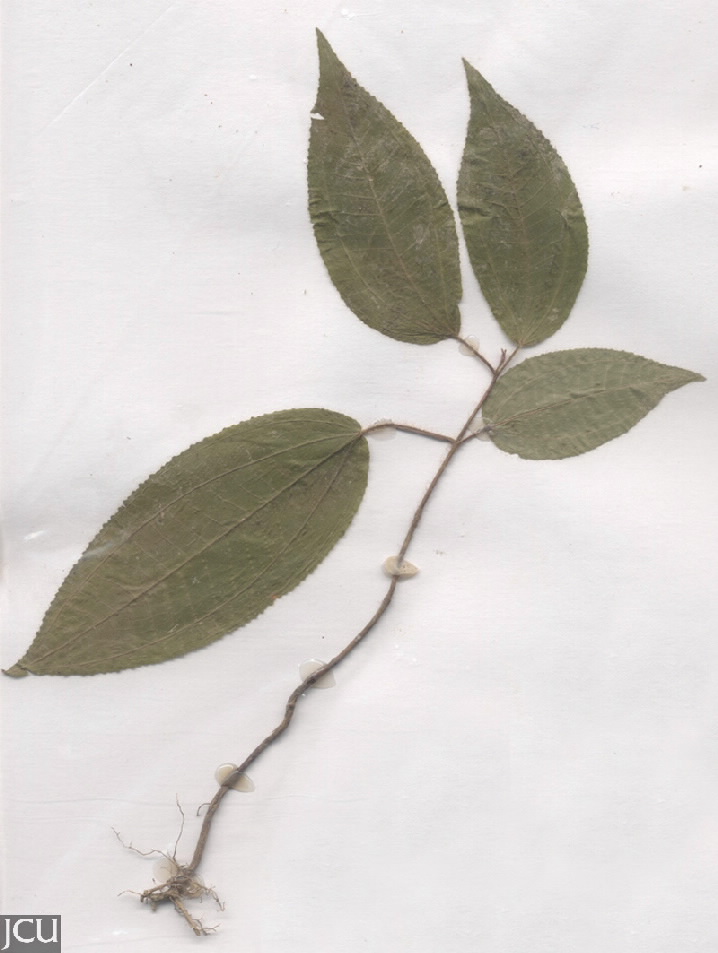 Clidemia hirta 