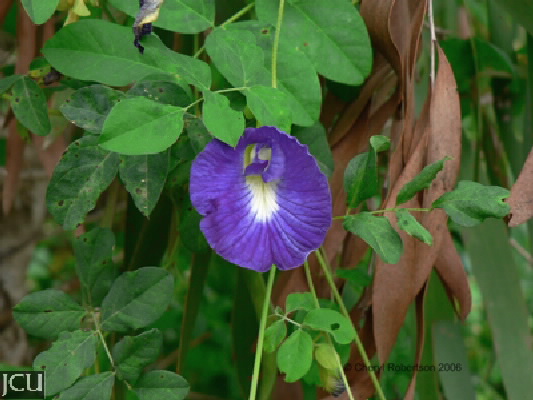 Clitoria ternatea 