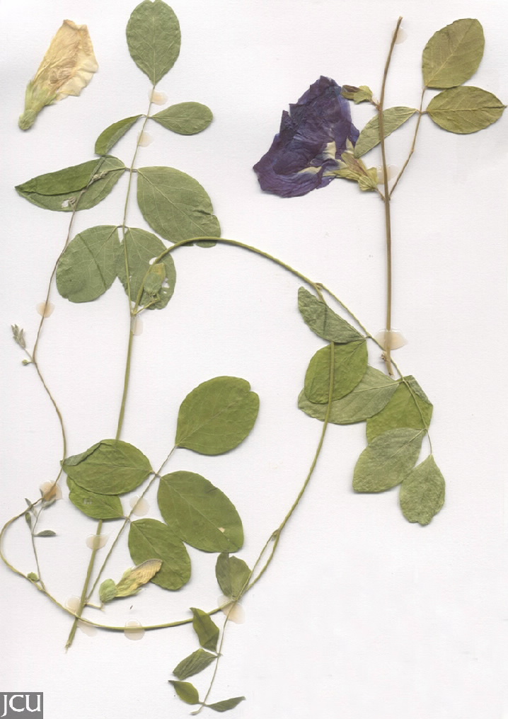 Clitoria ternatea  