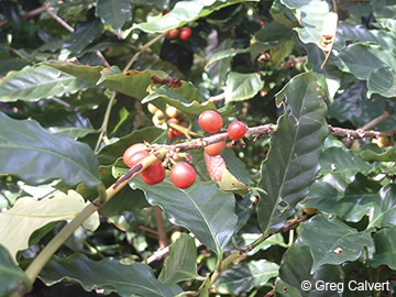 Image of Coffea arabica