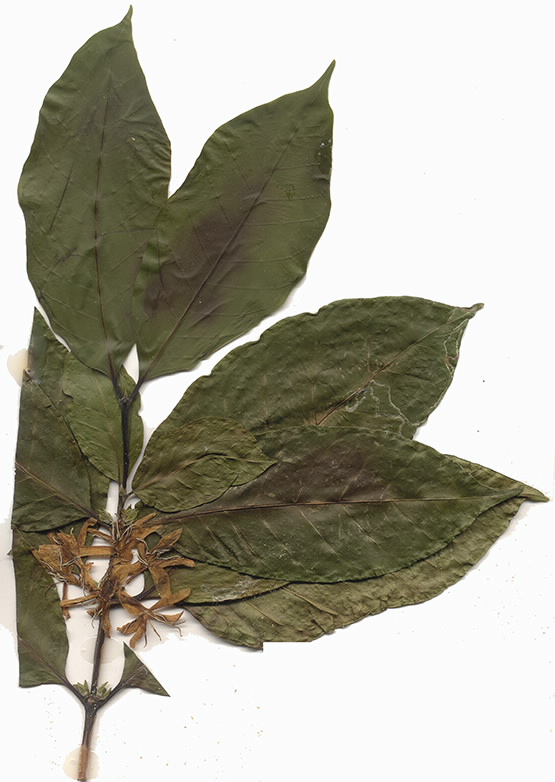 Scan of Coffea