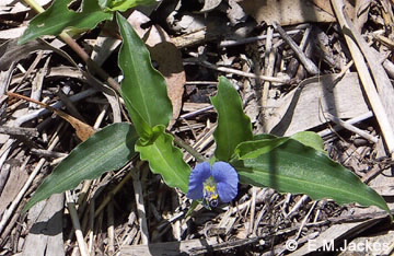 Image of Commelina ensifolia