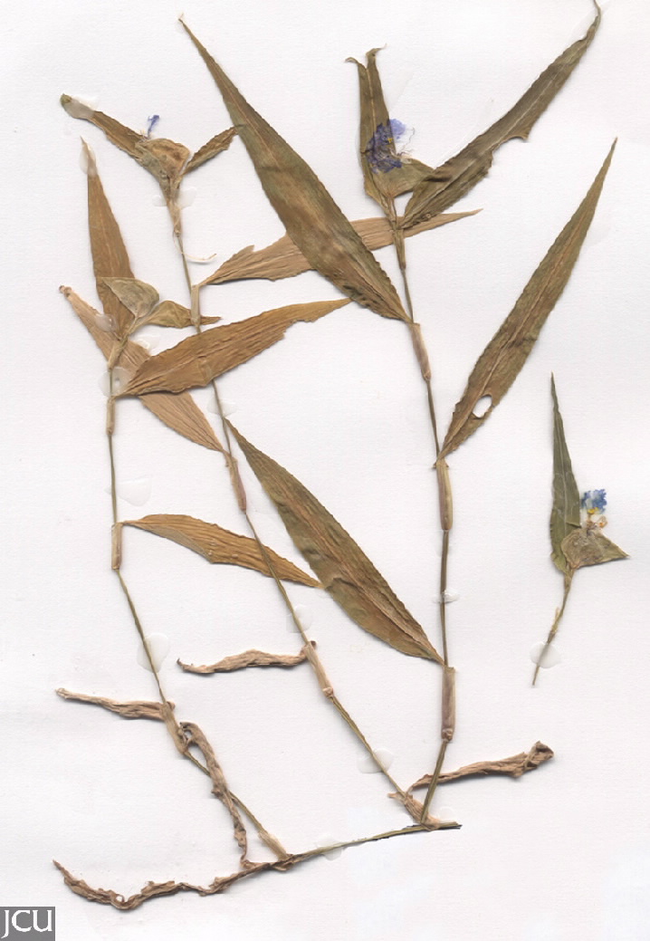 Commelina ensifolia