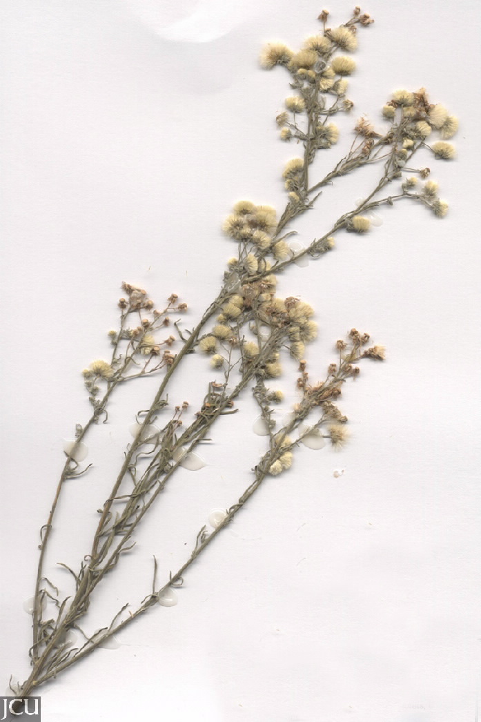 Conyza bonariensis 