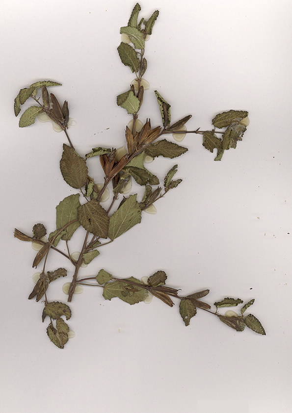 Scan of Conchorus aestuans